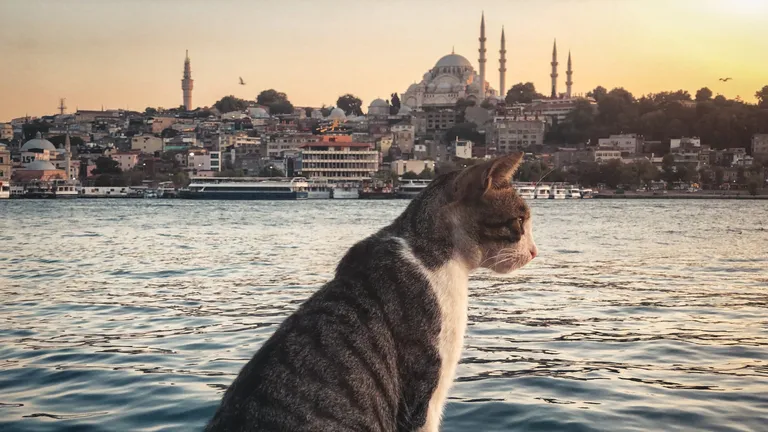 مدن فريدة من نوعها يسكنها الحيوانات