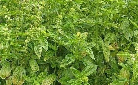 الريحان: ليس مجرد نكهة، بل درع وقاية صحية