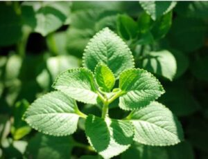 fb img 1757662866337