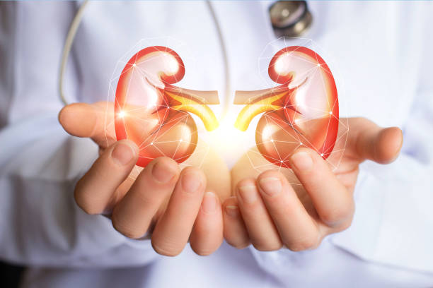 doctor supports kidneys healthy concept design . doctor supports kidneys healthy concept design .