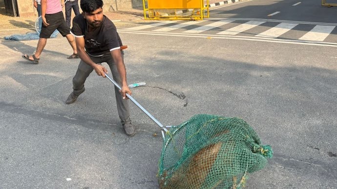 since september 25 22 dogs have been captured from the stadium premises 052019639 16×9 0 since september 25 22 dogs have been captured from the stadium premises 052019639 16x9 0